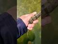 Video Thumbnail for Rubber perch?? ? #shorts #catchandrelease #fishing