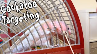 Pink Cockatoo Targeting All Over the Cage