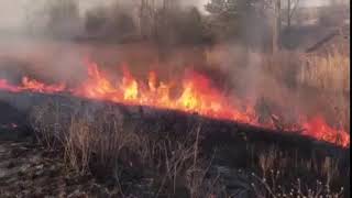 В Каменском спасатели предотвратили лесной пожар