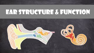 Human Ear Structure & Function