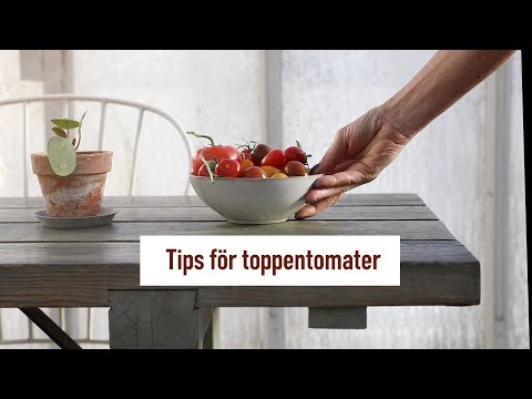 Tips för toppentomater