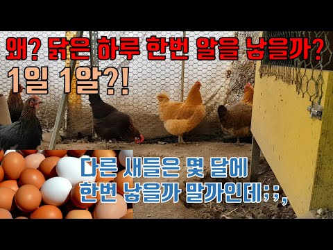 , title : '왜?! 닭은 하루 한번 알을 낳을까? 다른 새들은 몇달에 한번 낳잖아?!'