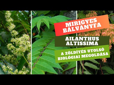 A zöldítés utolsó biológiai megoldása a bálványfa - Ailanthus altissima