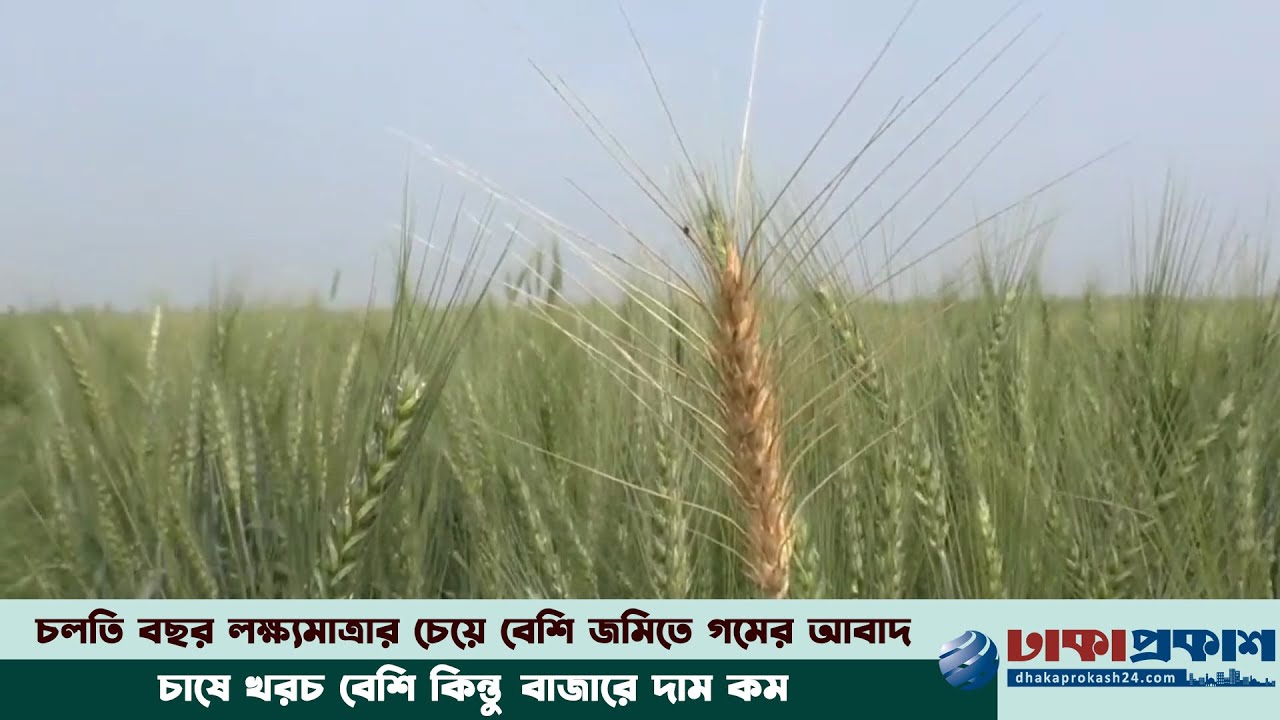 গম চাষে লাভের আশায় বুক বেঁধেছেন নড়াইলের কৃষক