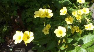 ♥ "La Strada" (The Road) (a sad music)