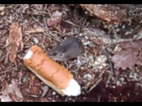 Hungrig skogsmus stjäl bröd/ Hungry Wood mouse steals bread