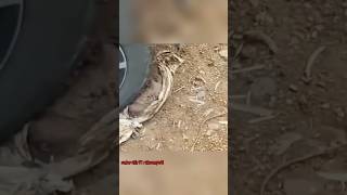 Download lagu ANYINGG THE HEAD OF THE POT WAS INJECTED INTO THE CAR TIRE😭#trending #shorts #creepy #horror #gho... mp3