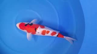 video van Meerstaps Sanke SA-V23-0212