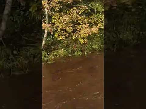 RIVER LUGAR & GLAISNOCK BURN,,,cumnock 26.10.2022