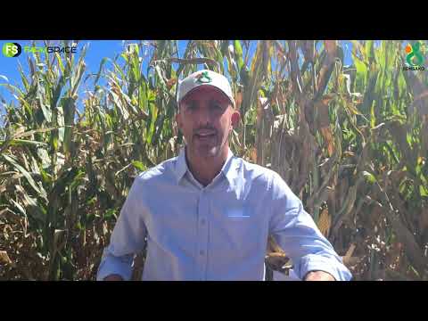 Syngenta Seeds - Gayle gee sy mening oor die wêreld se toestand.