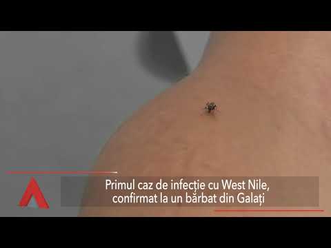 Stiri Mediafax 19 Iulie - Urs, căutat de jandarmi în Harghita