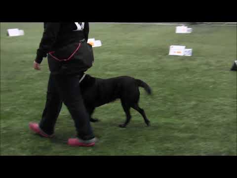 28.10.2017 Vantaa, Riemu MES0