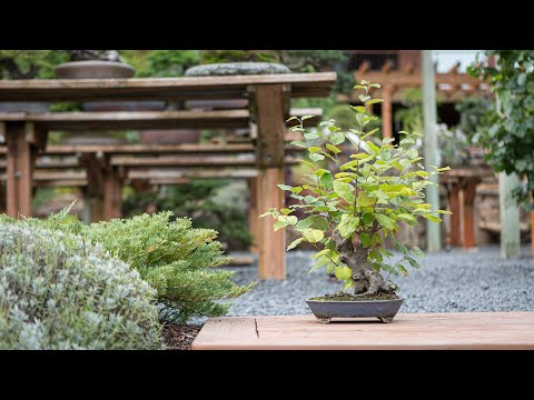 Fall Deciduous Bonsai Maintenance