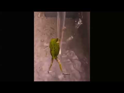 BONUS RPK x BORIXON x KIZO - Music Is My Extasy LUKEE BLEND