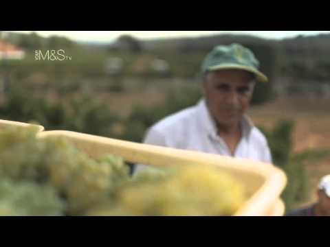 What is Sparkling Wine?