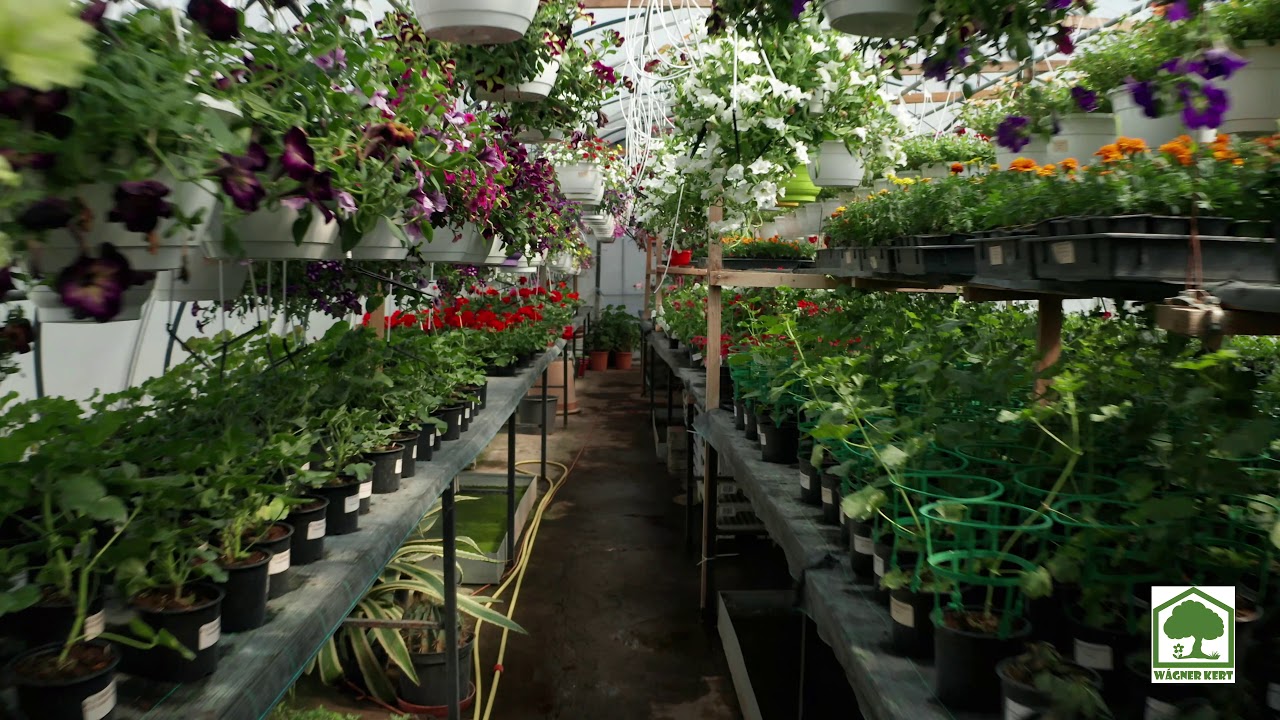 Kertészet végleges felszámolása – teljes árukészlet értékesítése egyben