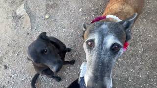 Video preview image #1 Mutt Puppy For Sale in Stevens Point, WI, USA