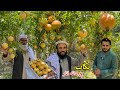 Sweet Seedless Pomegranate Tagab Kapisa Afghanistan د تګاب بی دانه او خواږه انا