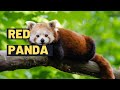 Red Panda: The Adorable Red Panda - Fun Facts for Kids | Where are they Found ?
