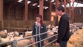 preview picture of video 'Lycée Agricole de Saint-Pouange - Ovinpiades 2014'