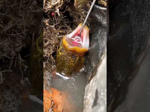 Eel fish catching moment–#fishing #fish #fishingvideo