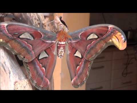 Der größte Schmetterling der Welt, der Atlasseidenspinner