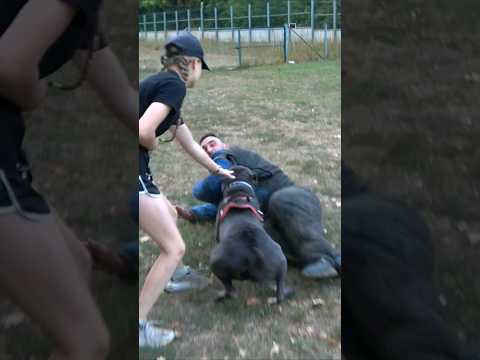 Cane Corso bodyguard dog saves a girl from an attack by hooligans. #GUARDODESSA СТРАЖ Odessa