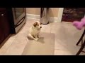Tierno Fail: Cachorro aprendiendo a atrapar