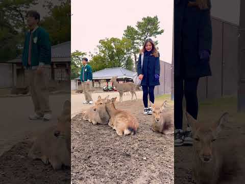 Nara Park deer 🦌 in japan #zoo