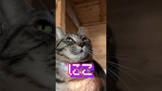 🇯🇵5 猫 にこ・たま‼️ Cat Niko&Tama! #shorts