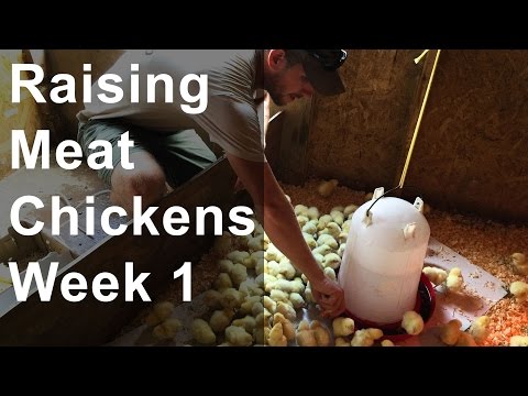 Raising Chickens for Meat: Week 1 of 8, Chicks Arrive