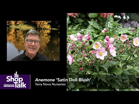 New Plant Highlights from Terra Nova Nurseries