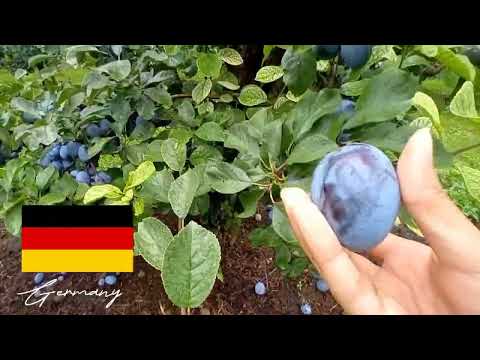 Germany Fruit Garden Dusseldörf
