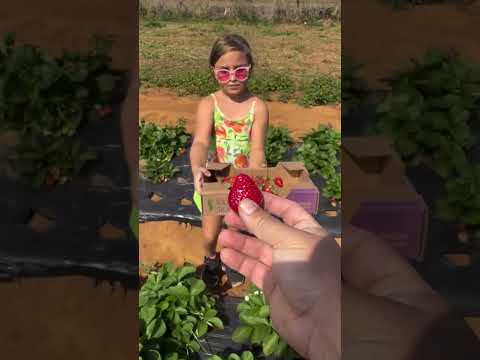 Lavoura de Morango em São Gotardo em Minas Gerais