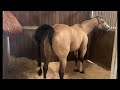 Mare Is In Heat Mare Is Winking Mare Pees Horse Urinating Beautiful Horse