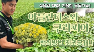 전국은 지금 쿠라피아 열풍! 쿠라피아와 아틀란티스의 어마어마한 번식력(번식방법) /Daelim Nursery