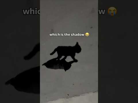 Which is the shadow❓️🤯😱 #cat #creepy👀 #helloween #shorts #ytshorts #erumkhubaid