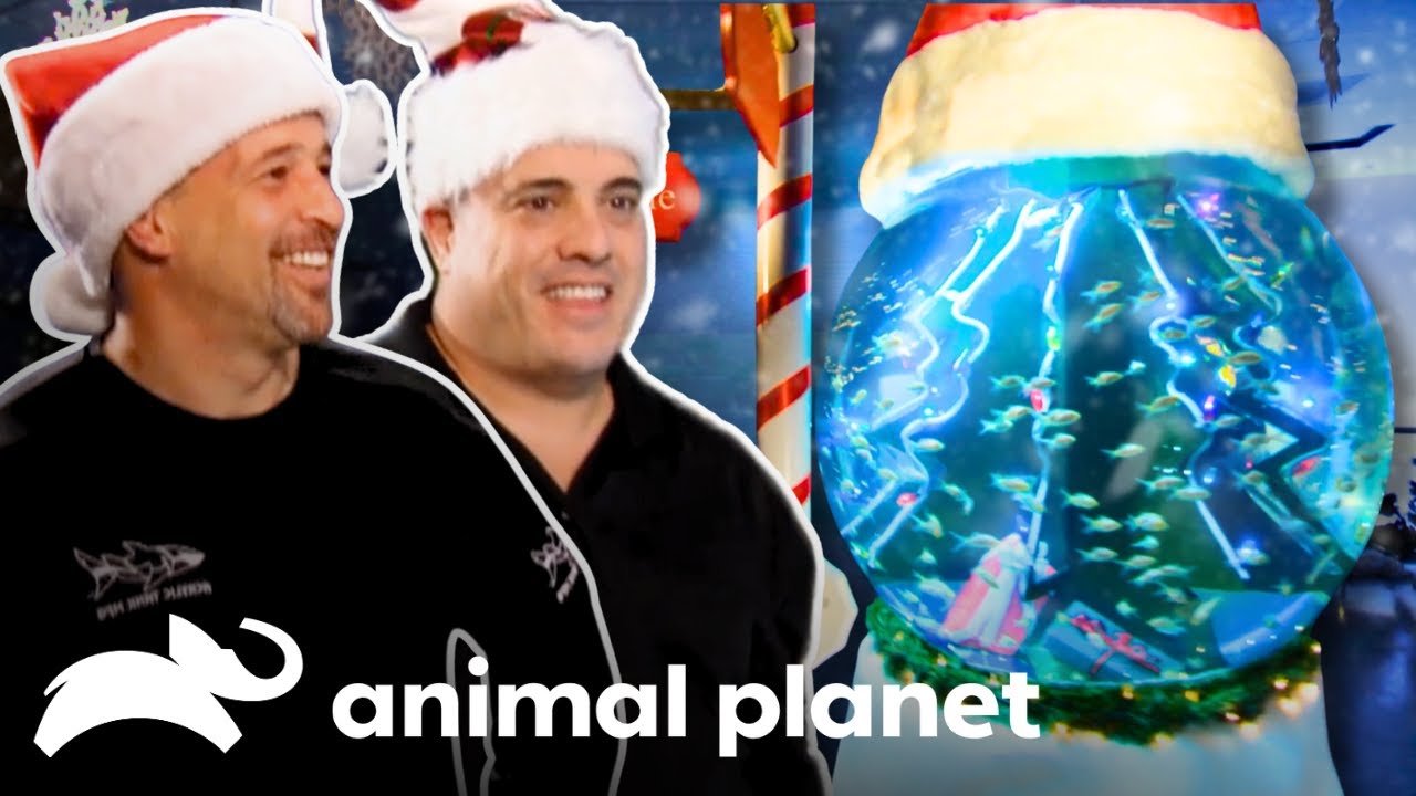 Merry Fishmas 🐟🎄| Tanked | Animal Planet