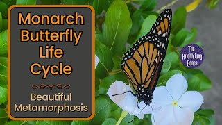 Monarch Butterfly Life Cycle