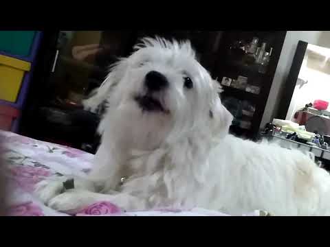 Yeti's Midnight Snacking