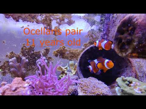 Raising clownfish