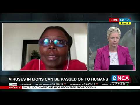 Lion parks pose health risks to animals and people: report