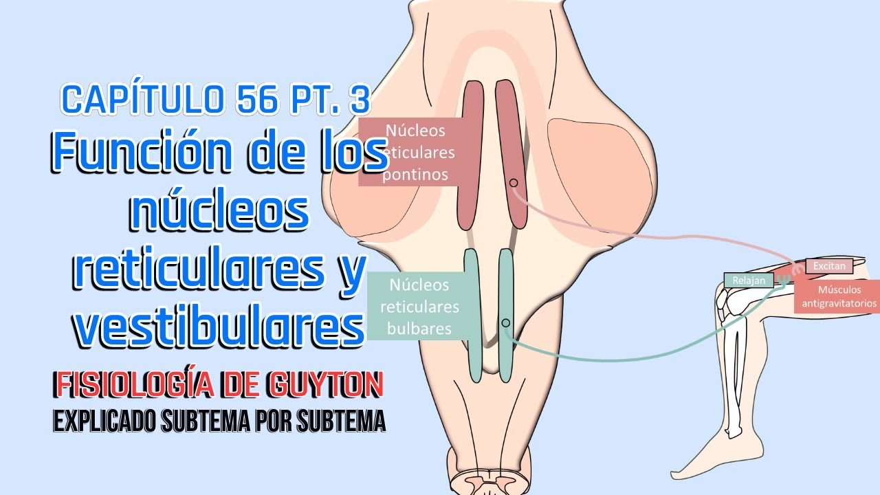 CAP 56 3/5: Función de los núcleos reticulares y vestibulares l Fisiología de Guyton