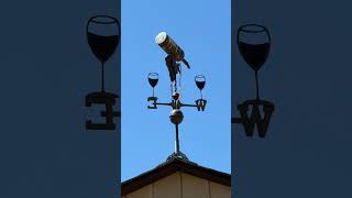 Farmstand and Vineyard Adventure in Jamul