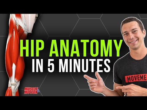 Adductor Vs Abductor