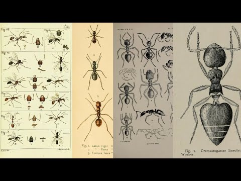 Between Flowers - Short Shots Film by Khadija Al-Aqqad