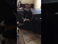 Tuxie Cat Lounging