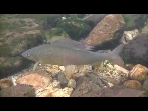 Fly Fishing for Adriatic Grayling in Slovenia