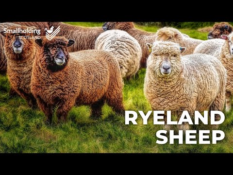Ryeland & Coloured Ryeland Sheep - Livestock showcase - Scottish Smallholder Festival 2020