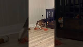 Video preview image #1 Basset Hound Puppy For Sale in Deepwater, NJ, USA